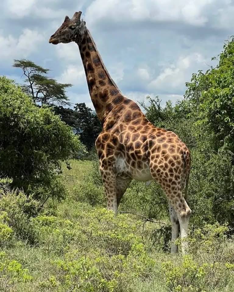 Related Image